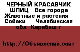 ЧЕРНЫЙ КРАСАВЧИК ШПИЦ - Все города Животные и растения » Собаки   . Челябинская обл.,Карабаш г.